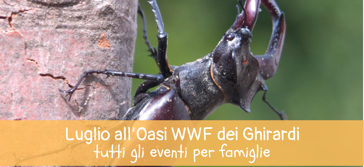Luglio all’Oasi WWF dei Ghirardi: avventure nella natura per piccoli esploratori!