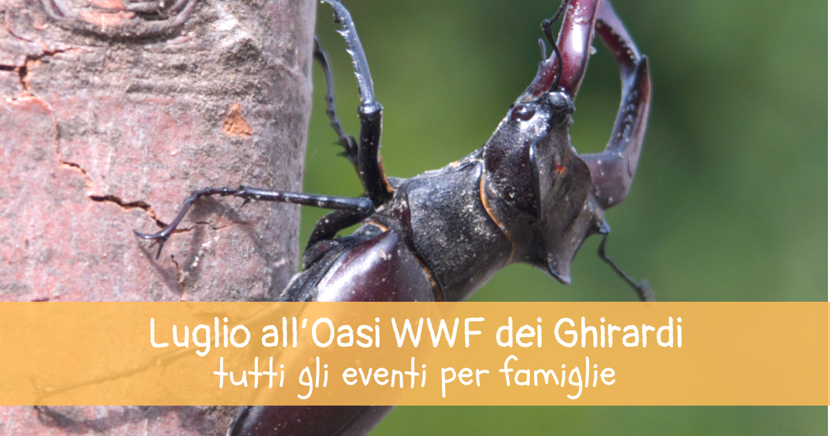 Luglio all’Oasi WWF dei Ghirardi: avventure nella natura per piccoli esploratori!